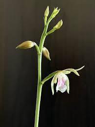 Image result for Oeceoclades maculata × quadriloba