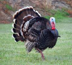 Check spelling or type a new query. Why Do We Eat Turkey At Thanksgiving