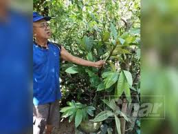 Chan kl, choo cy, abdullah nr, ismail z. Bermula Suka Suka Sahaja Sekarang Dah Lebih 50 Pokok