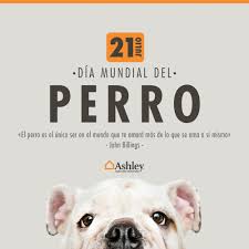 Sabiaque Los Perros Son Capaces De Escuchar Sonidos Tan Bajos Que Nosotros Somos Incapaces De Detectar Ash Photo And Video Instagram Photo Instagram