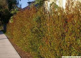 Dodonaea Viscosa Purpurea Purple Hopseed Bush Another Hedge Choice Landscaping Inspiration Hedges Shrubs For Privacy