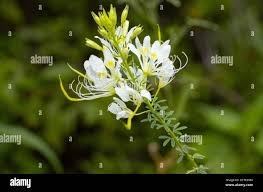 Image result for Cleome maculata