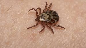 Mar 22, 2018 · ticks have been documented transmitting a wide range of protozoan, bacterial, viral, and fungal pathogens to humans, pets, and livestock. Case Of Lyme Disease Found In East Texas News Ktbs Com
