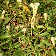 Image result for Alectra sessiliflora