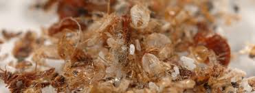 Varied carpet bugs are smaller than the black ones. Diy Bed Bug Treatment Ehrlich Pest Control