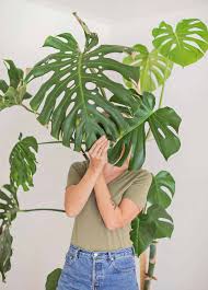 Image result for Monstera