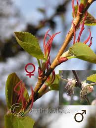 Smith College Botanic Garden Plant Images Botanischer Garten Pflanzen Baum