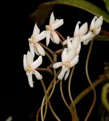 Image result for Aerangis verdickii