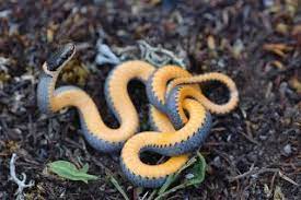 Ontario Birds And Herps Photos Of All The Snakes Of Ontario Part 4 Snake Pet Snake Reptiles
