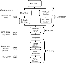 1 Basic Mab Production Platform Process Flow Diagram Three