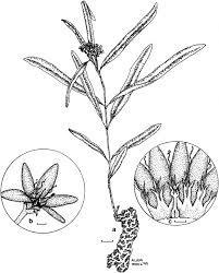 Image result for Raphionacme lanceolata