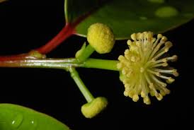 Image result for Flacourtia indica