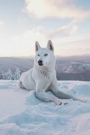 Wolf wallpapers for your pc, android device, iphone or tablet pc. Wolf Wallpapers Free Hd Download 500 Hq Unsplash