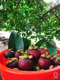 Vỏ quả cây măng cụt có tác dụng làm săn se, kháng viêm, kháng khuẩn, được nhiều nước dùng làm thuốc điều trị tiêu chảy, kiết lỵ, vàng da. NÆ¡i Ban MÄƒng Cá»¥t TÆ°Æ¡i Ngon Uy Tin Bai 82 Trai Cay TÆ°Æ¡i Nháº­p Kháº©u