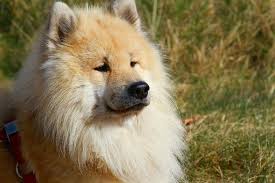 Hochwertige tassen zum thema hunde von unabhängigen künstlern und designern aus aller welt. Ich War Letztens Im Park Und Hab Ein So Sussen Hund Gesehen Doch Weiss Ich Nicht Welche Rasse Das Ist Hunderasse