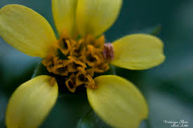 Image result for Calyptocarpus vialis