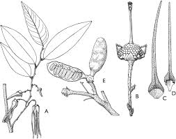 Image result for Xylopia katangensis
