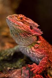 Black Bearded Dragon For Sale Uk Pin By Cheryl Gorske On Creatures Great And Small Red Bearded Dragon Bearded Dragon Baby Bearded Dragon