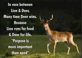 Pin By Halie Rae On Inspiration Hunting Quotes Deer Hunting Quotes Good Morning Quotes