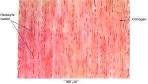 Photo about cross section human tendon under microscope view for education histology, human tissue, dense regular connective tissue. Anatomy Atlases Atlas Of Microscopic Anatomy Section 1 Cells