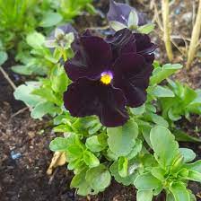 Viola X Wittrockiana Black Moon Pansy Black Moon In Gardentags Plant Encyclopedia