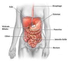 Syndrome De L Intestin Irritable