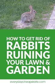Check spelling or type a new query. How To Get Rid Of Rabbits Ruining Your Lawn And Garden Rabbit Repellent Lawn And Garden Repellent Homemade