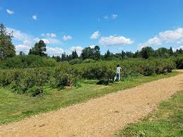 Mar 18, 2019 · blueberry maple sugar pancakes we use maple sugar made at our farm, bonhomie acres, in these pancakes, and then we top them with 100 percent maple syrup, too. Blueberry Farm Picture Of Larsen Lake Blueberry Farm Bellevue Tripadvisor