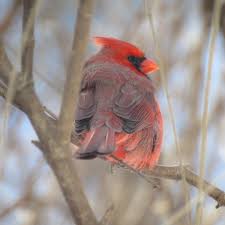 Bird With Feathers On Top Of Head 32 Likes 7 Comments Barb Natureknits On Instagram Mr Cardinal Perfectly Relaxed The Crest On The Top Of His Head Is N Cardinal Birds Birds Cardinals