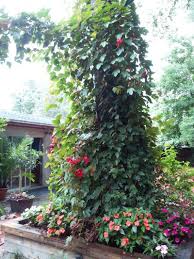 We did not find results for: Plantfiles Pictures Passiflora Species Red Passion Flower Passion Vine Passiflora Manicata By Emlynda