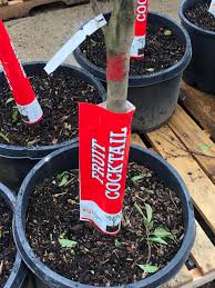 It will bear prunes, plums a multi grafted fruit cocktail citrus tree featuring tangerine, meyer lemon, calamansi, tahitian lime. Apparently They Have Genetically Engineered Fruit Cocktail Trees The Days Of One Type Of Fruit Per Tree Are Finally Over Mildlyinteresting