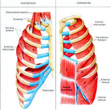 The rib cage is an origin and insertion area for many muscles. The Intercostal Muscles Of The Ribcage