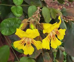 Image result for Polystachya mafingensis