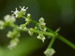 Image result for Sanicula elata