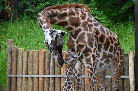 Greenville Zoo Baby Watch Is Still In Full Swing Facebook