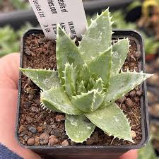 Image result for Aloe plowesii
