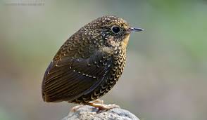 Bird With No Tail Feathers Sat Tal November 2011 Bird Photo Most Beautiful Animals Birds