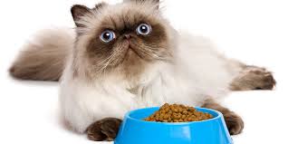 Check spelling or type a new query. 10 Makanan Kucing Persia Terbaik Cara Memberi Makannya Pintarpet