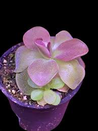 Image result for Utricularia appendiculata