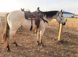Dreamhorse.com is the premier horse classifieds site with horses for sale, lease, adoption, and auction, breeding stallions, and more. Buttermilk Buckskin Horse Buckskin Horse Beautiful Horses Quarter Horse