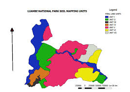 Image result for Eriochloa macclounii