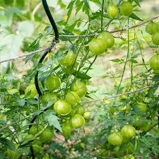 Image result for Cardiospermum halicacabum