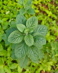 Image result for Aerva