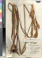 Image result for Tristachya superba