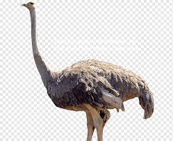 Gratis untuk komersial tidak perlu kredit bebas hak cipta. Burung Bangau Burung Unta Biasa Kebun Binatang Brevard Emu Hewan Gambar Burung Yang Tidak Dapat Terbang Ratite Hewan Paruh Burung Png Pngwing