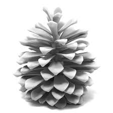 Pine Cone Pine Cones Cone 3d Model
