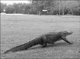Maybe you would like to learn more about one of these? Adult Male American Alligator On Front Lawn Of Nature Center At Brazos Download Scientific Diagram
