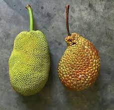 I can tell its different just by smell it and also its taste. Difference Fruit Jackfruit And Fruit Cempedak Steemkr