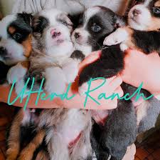 We did not find results for: The Family Pet Home Facebook