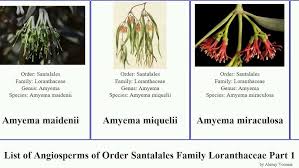 Image result for Plicosepalus sagittifolius